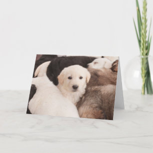 Carte Animaux de bébés cutest Un mignon seau de chiots