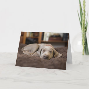 Carte Animaux de bébés cutest Weimaraner Puppy Sleepin