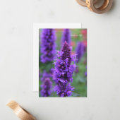 Carte Anise Hyssop Note (Devant/Arrière en situation)