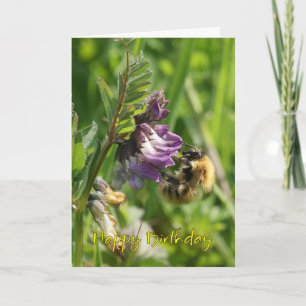 Carte Anniversaire - Abeille Sur Un Vetch Sauvage