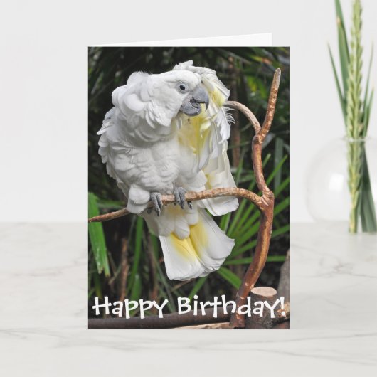 Carte Anniversaire blanc mignon de cockatiel (Devant)