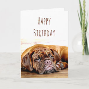 Carte Anniversaire Chien triste Rester Humour provocateu