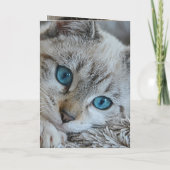 Carte Anniversaire Cute Kitten Beldate (Dos)