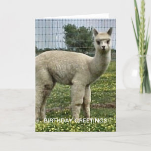 Carte Anniversaire d'Alpaca