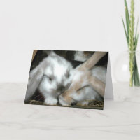 Anniversaire d'amour de lapin