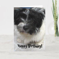 Anniversaire de chiot de Havanese
