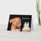 Carte anniversaire de chiot Pitbull (Devant)