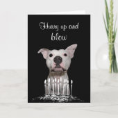 Carte Anniversaire de Pitbull blanc (Devant)