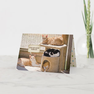 Carte anniversaire des chats endormis