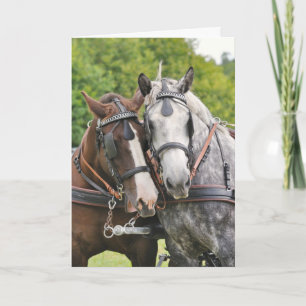 Carte Anniversaire des chevaux chatty