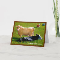 CARTE ANNIVERSAIRE DES VACHES