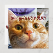 Carte Anniversaire drôle de chat (Devant / Derrière)