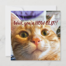 Anniversaire drôle de chat