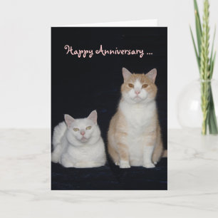 Carte Anniversaire drôle des chats