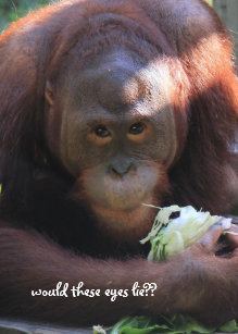 Cartes Humour Drole D Singe D Anniversaire Zazzle Be Cartes Humour Drole D Singe D Anniversaire Zazzle Be