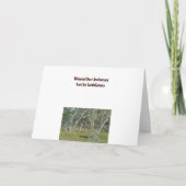 Carte Anniversaire du cerf blanc (Dos)