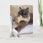 Carte Anniversaire du chat Ragdoll (Devant)