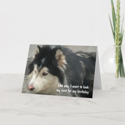 Carte Anniversaire du chien humoristique (Devant)