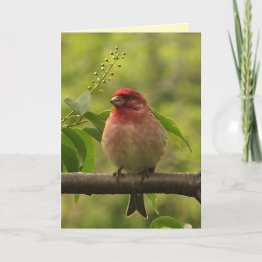 Carte Anniversaire du Finch pourpre (Devant)