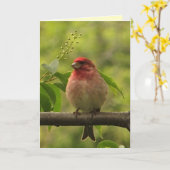 Carte Anniversaire du Finch pourpre (Fleur jaune)