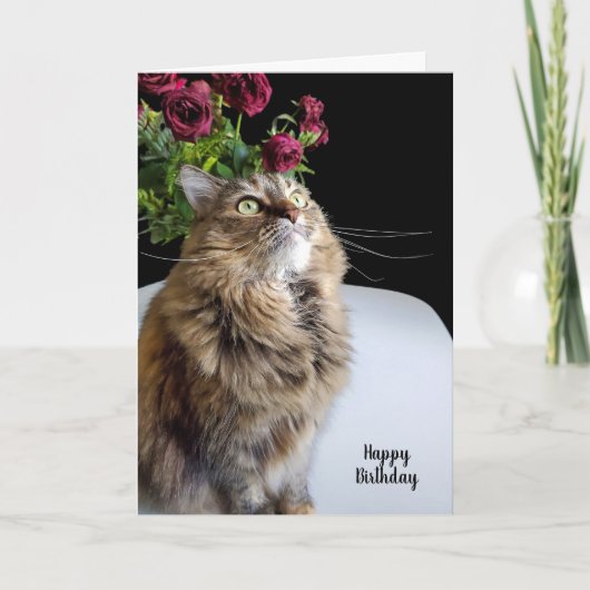 Carte Anniversaire du Maine Coon (Devant)