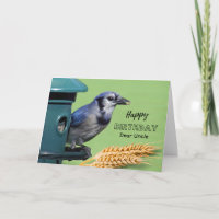 Anniversaire d'un oncle avec Geai bleu au mangeoir