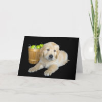 Anniversaire Golden Retriever avec pommes