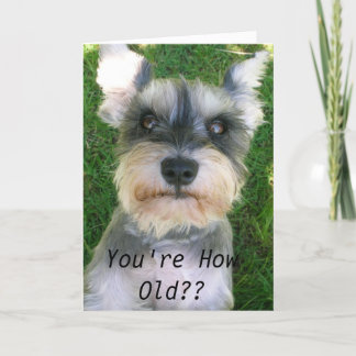 Carte Anniversaire heureux de Schnauzer
