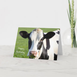 Carte Anniversaire Holstein Humour de vache