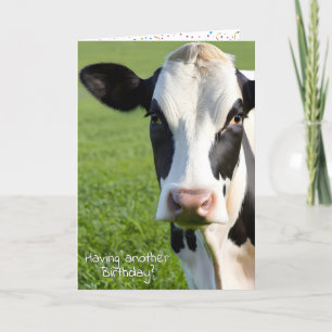 Carte Anniversaire Holstein Humour de vache