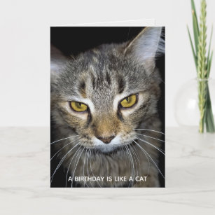 Cartes Humoristique Chat D Anniversaire Zazzle Be