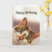 Carte Anniversaire Humour animal animal chat chatons (Fleur jaune)
