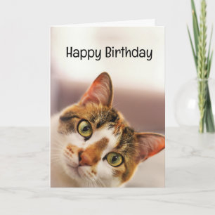 Carte Anniversaire Humour animal animal chat chatons