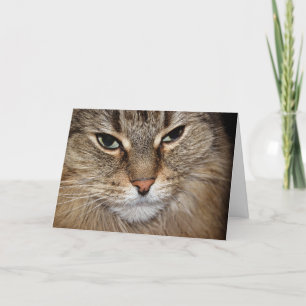 Carte Anniversaire Humour Maine Coon Face