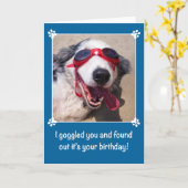 Carte Anniversaire - I Goggled vous - chien de berger (Fleur jaune)