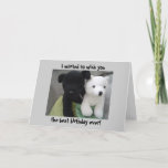 Carte Anniversaire mignon de chien et d'ours<br><div class="desc">Un chien et un ours mignons dans un panier,  n'importe quel amoureux des animaux seraient heureux de recevoir celui-ci !</div>