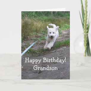 Carte Anniversaire Petit-Fils Mignon Goldendoodle Couran