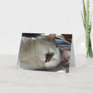 Carte Anniversaire somnolent de minou