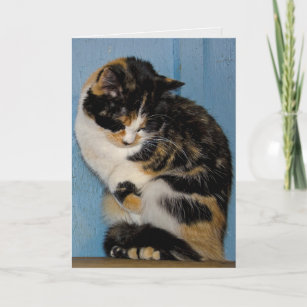 Cartes De Vœux Chat Triste Zazzle Be