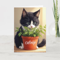 Anniversaire Tuxedo Kitten Avec Plante Catnip