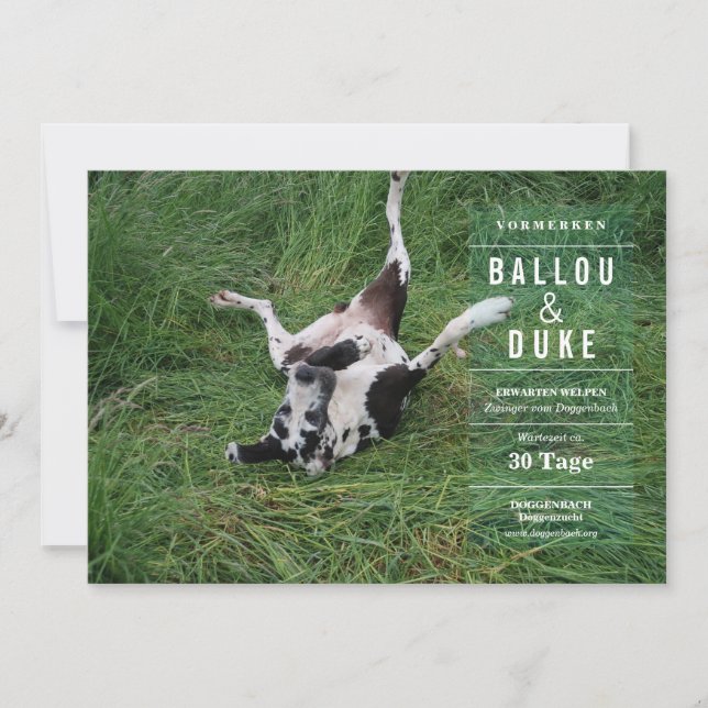 Carte Annonce de chiots (Devant)