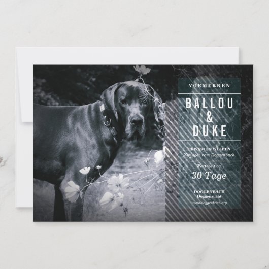 Carte Annonce de chiots (Devant)