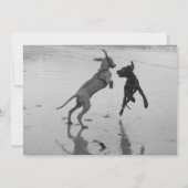 Carte Annonce de chiots (Dos)