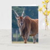 Carte Antelope Eland (Fleur jaune)