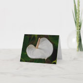 Carte Anthurium Blanc (Devant)