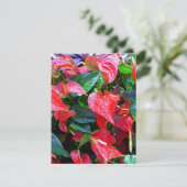 Carte Anthuriums (Debout devant)