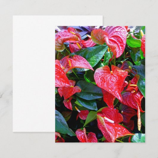 Carte Anthuriums (Devant / Derrière)