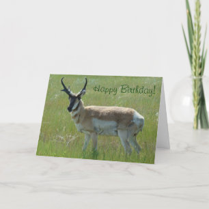 Carte Antilope d'Amérique A36 Grand Buck