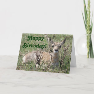 Carte Antilope d'Amérique A7 bébé