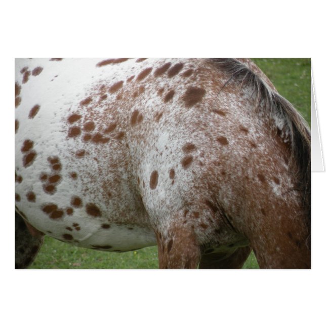Carte Appaloosa (Devant horizontal)